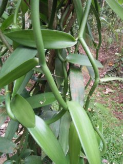 bibit vanili 1 meter