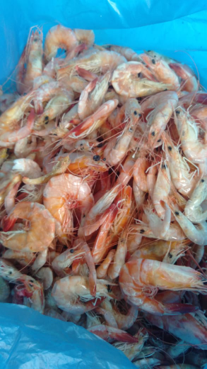 ikan teri