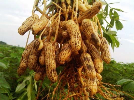 kacang tanah
