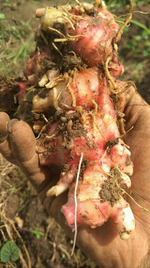 jahe merah rempah usia 10 bulan keatas