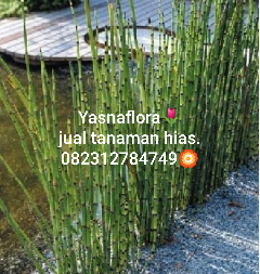 jual tanaman bambu air 08.12.92.12.77.31