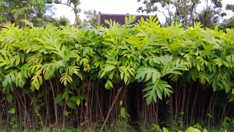 jual pohon palem raja 