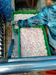 kulit ayam