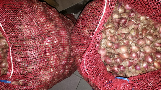 bawang merah gunung /karet asal temanggung
