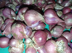 Bawang Merah Jawa