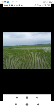 jual sawah
