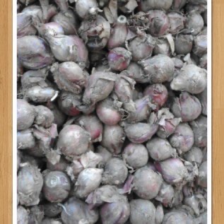 jual bawang merah