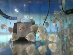 supliyer ikan hias bogor
