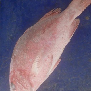 Kakap Merah / Sawo