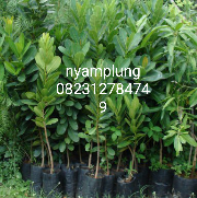 jual tanaman nyamplung .9212.7731