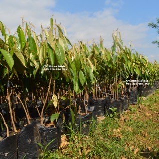 Bibit Durian Bawor Kaki Ganda Super Unggul Harag Terjangkau