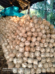 kelapa tua berkualitas