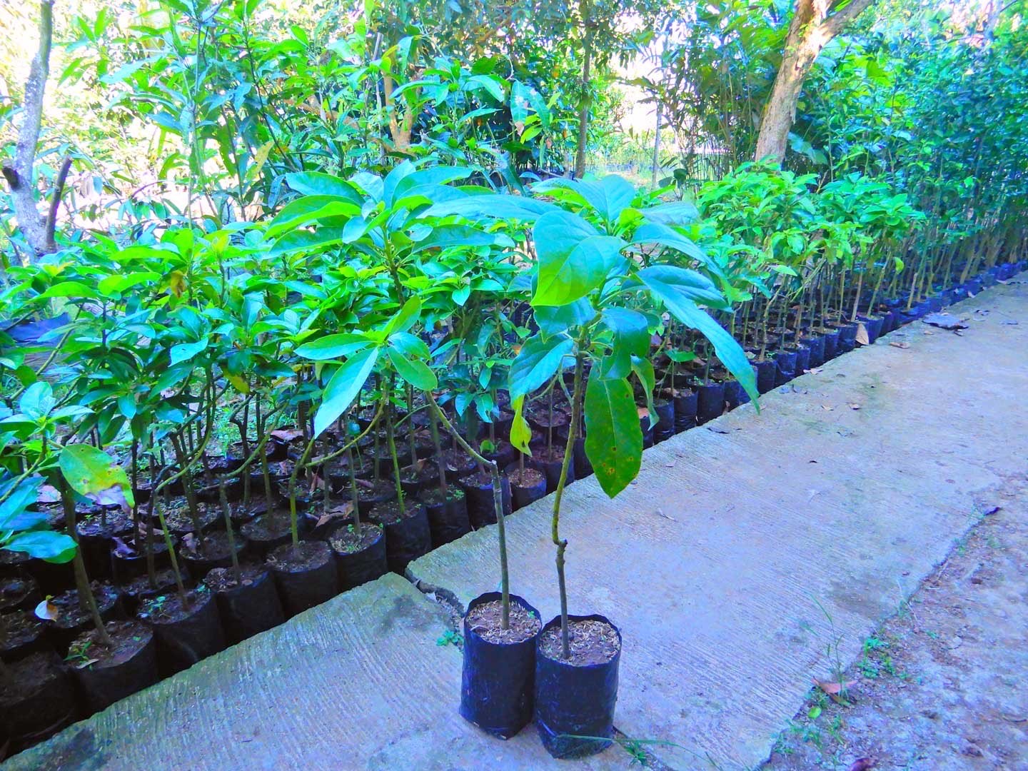 Jual Bibit Alpukat Kendil