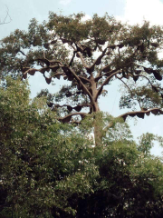 madu hutan sialang kempas bisa menyehatkan badan ready
