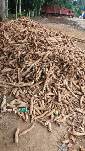 jual singkong untuk tapioka