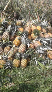 Nanas Madu Subang