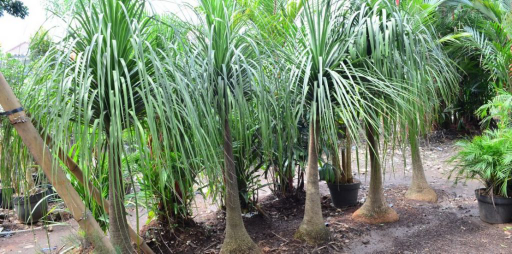 jual pohon biola cantik 