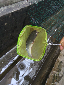 ikan lele
