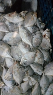 Jual Ikan
