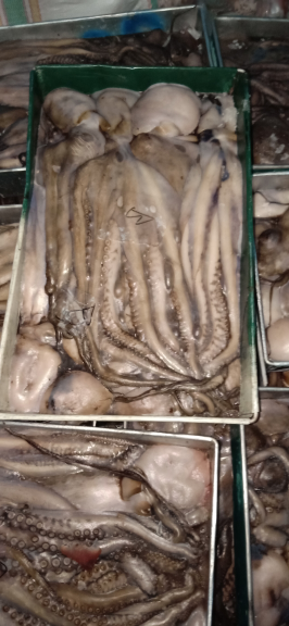 gurita mutu lokal paking blok 10kg