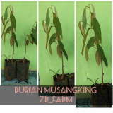 bibit tanaman durian musangking