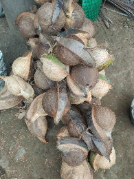 Kelapa