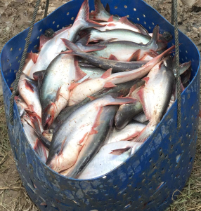 ikan patin konsumsi