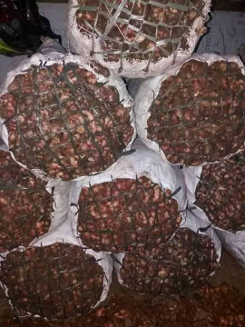 Jual jahe merah segar dari petani langsung, siap menerima pesanan