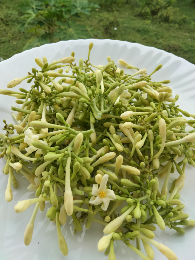 Bunga Pepaya