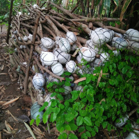 jual pohon angsana 