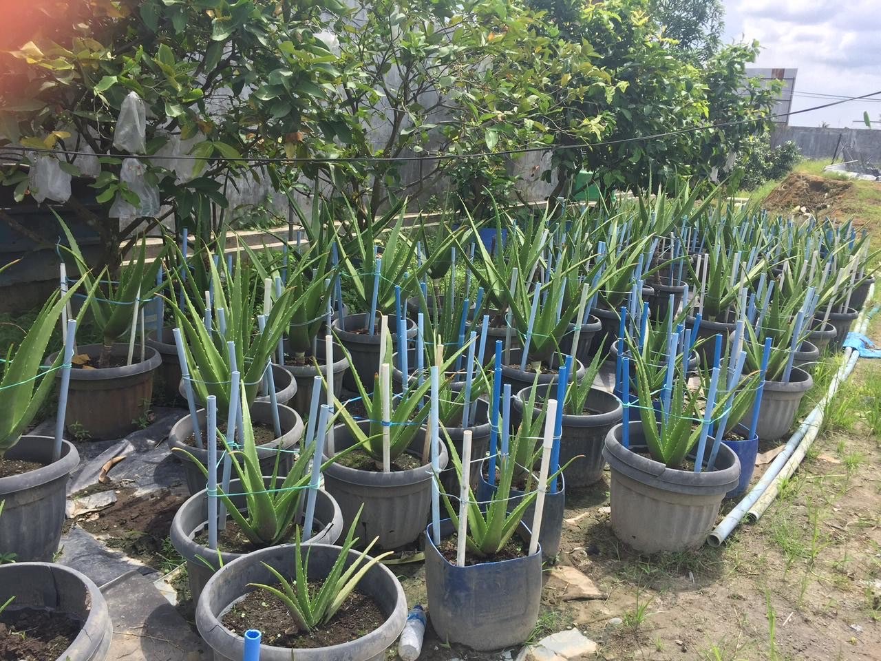 Lidah buaya / aloe vera