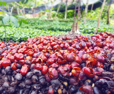 menjual kulit kopi arabica Gayo
