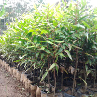 jual pohon damar