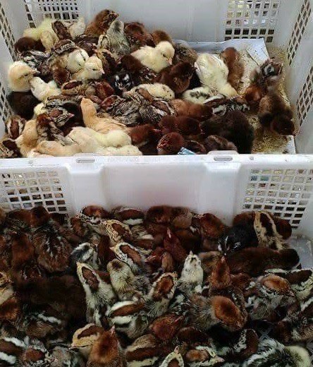 Dijual DOC Arab Makassar