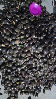 jengkol tua medan