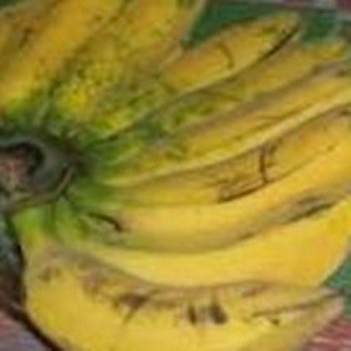 bibit pisang raja bulukuning kualitas unggul siap tanam