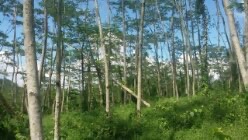 KAYU SENGON
