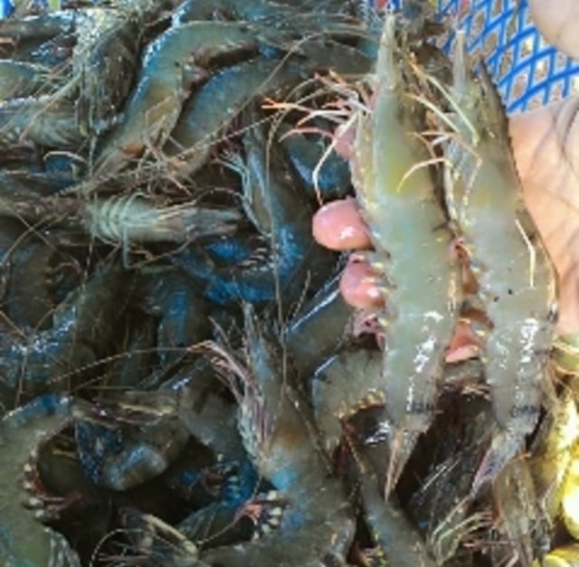 Udang Bago (King Prawn) Size 30
