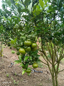 jeruk madu lulo tf