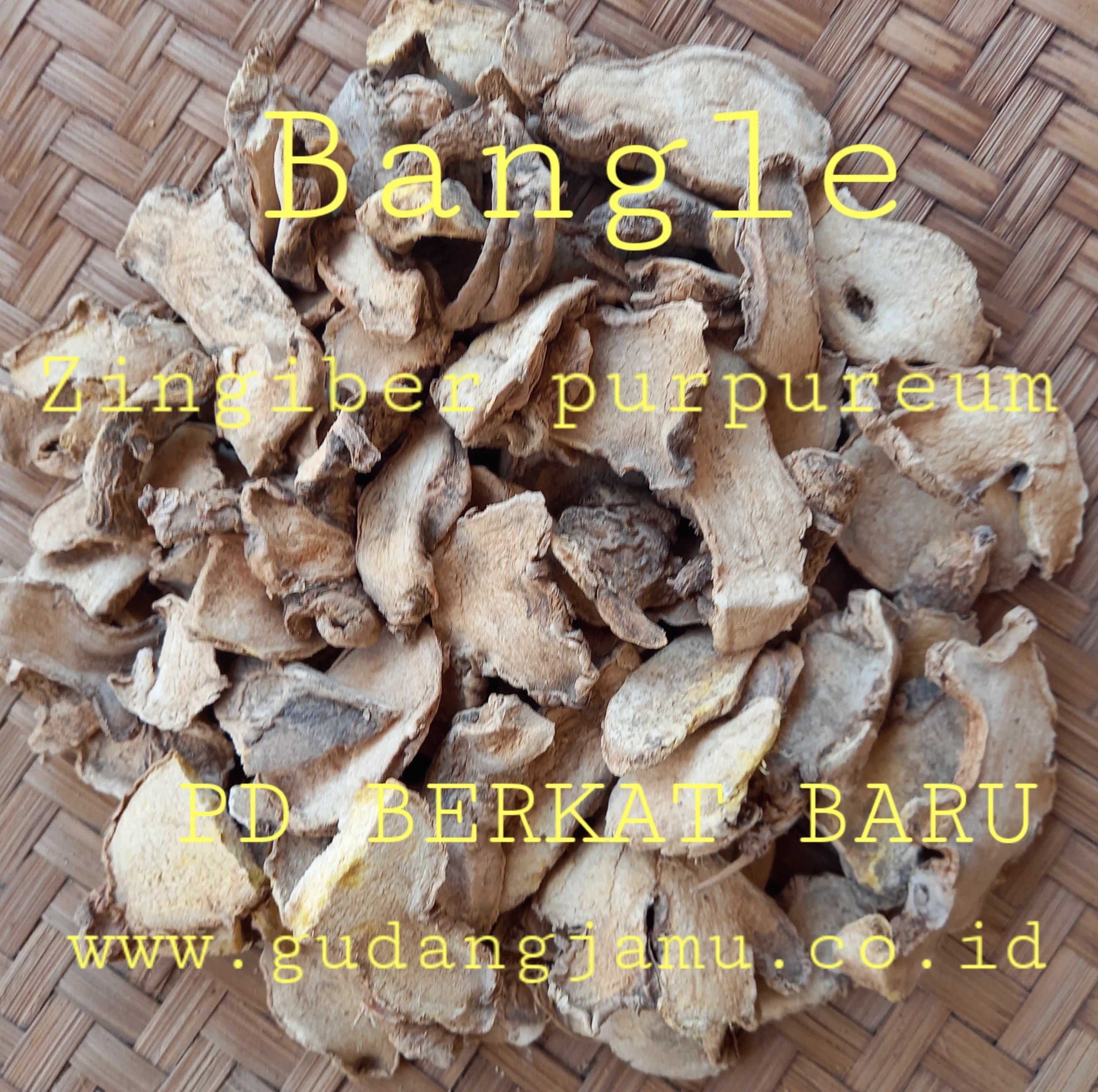 BANGLE ZINGIBER PURPUREUM