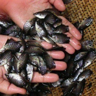 JUAL BIBIT IKAN GURAME