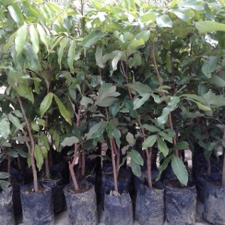 Kelengkeng Itoh (Dimocarpus longan)