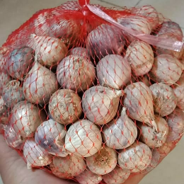 bawang putih lanang/tunggal