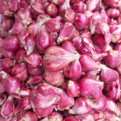 GROSIR BAWANG MERAH BREBES