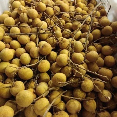 Lengkeng Madu Label Emas