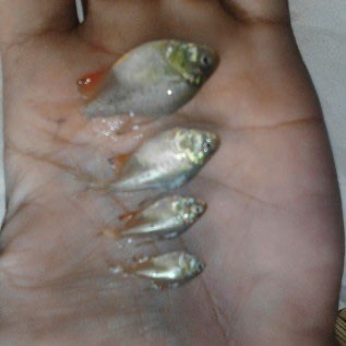 ikan air tawar