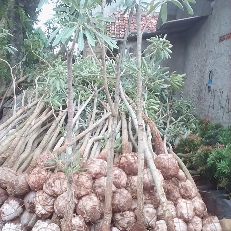 jual pohon tabebuya kuning. pink. ungu