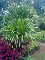 jual pohon pandan bali
