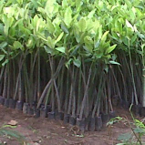 jual pohon mangrove 