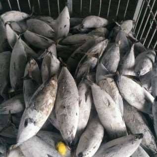 Ikan Baby Tuna 1 up and 2 up